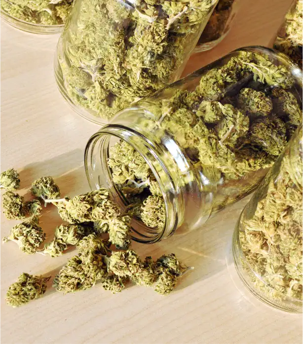 Dried cannabis buds spilling from glass jars on table