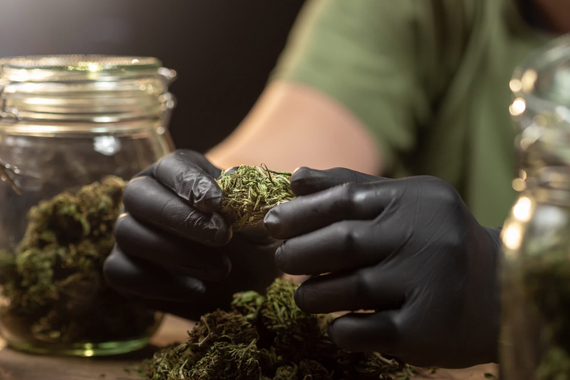 Hands sorting cannabis buds into jars