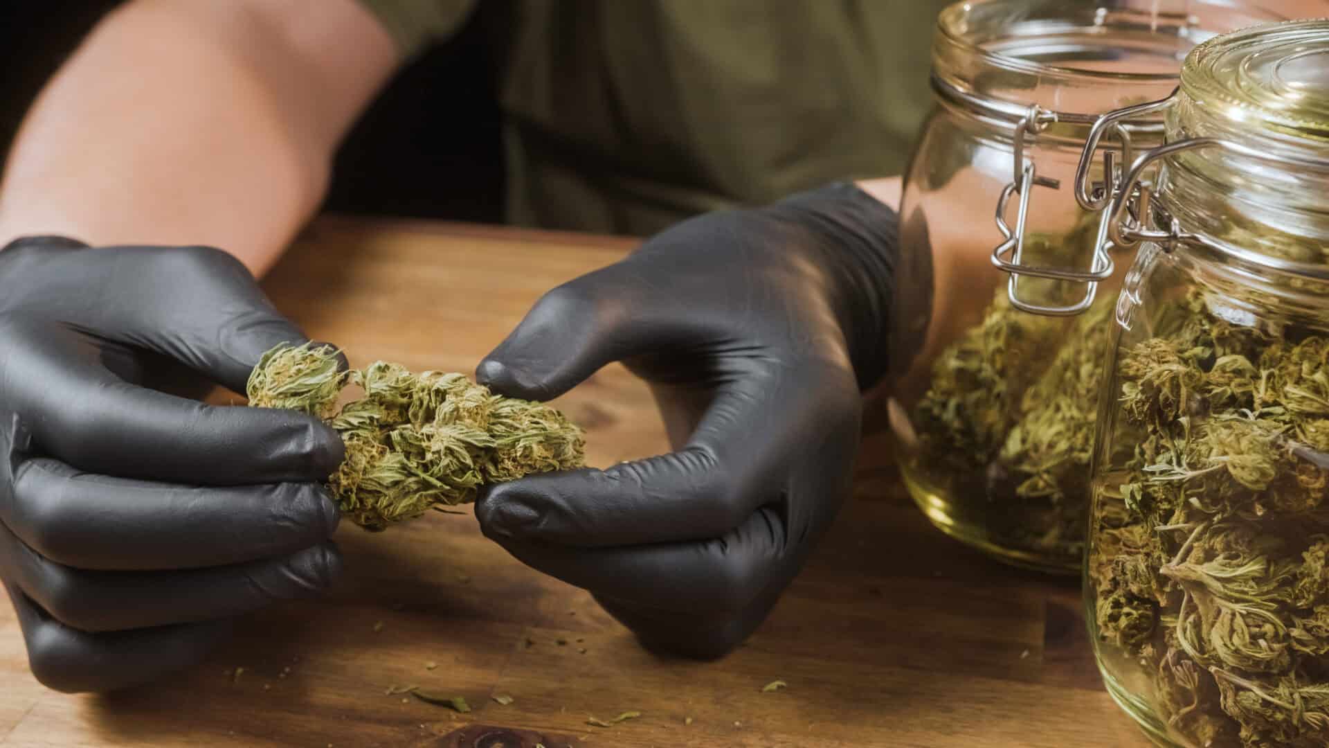Gloved hands holding cannabis buds, jars beside.