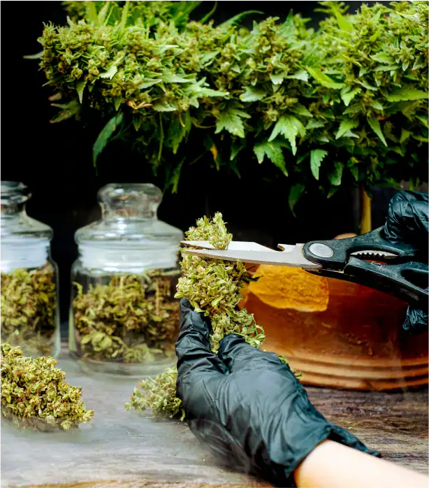 Trimming cannabis buds with scissors over glass jars